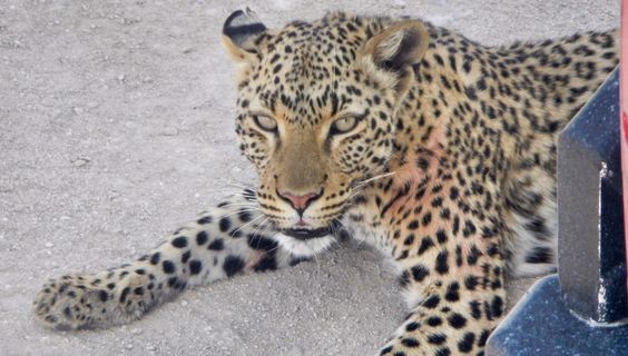 Dieser junge Leopard machte eine Pause hinter unserem Wagen. Er hat mehrfach vergeblich versucht einen Strauß zu bewegen. Mal zog er am Hals dann wieder an den Beinen. Das war schon sehr amüsant zu beobachten. 

Gabriele v. Stösser  © Gabriele v. Stösser